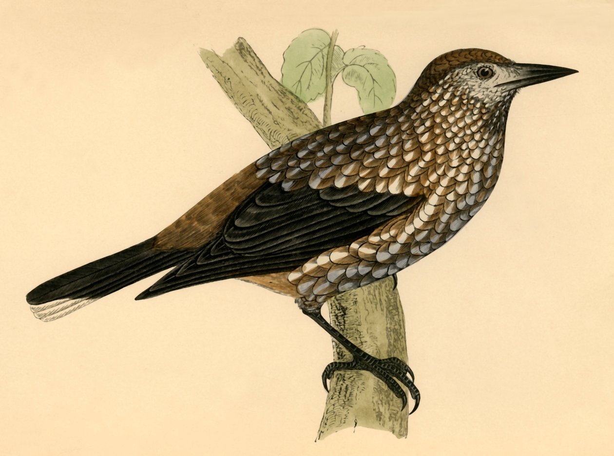 Pähkinänsärkijä, 1800-luvun loppu. tekijältä Unbekannt