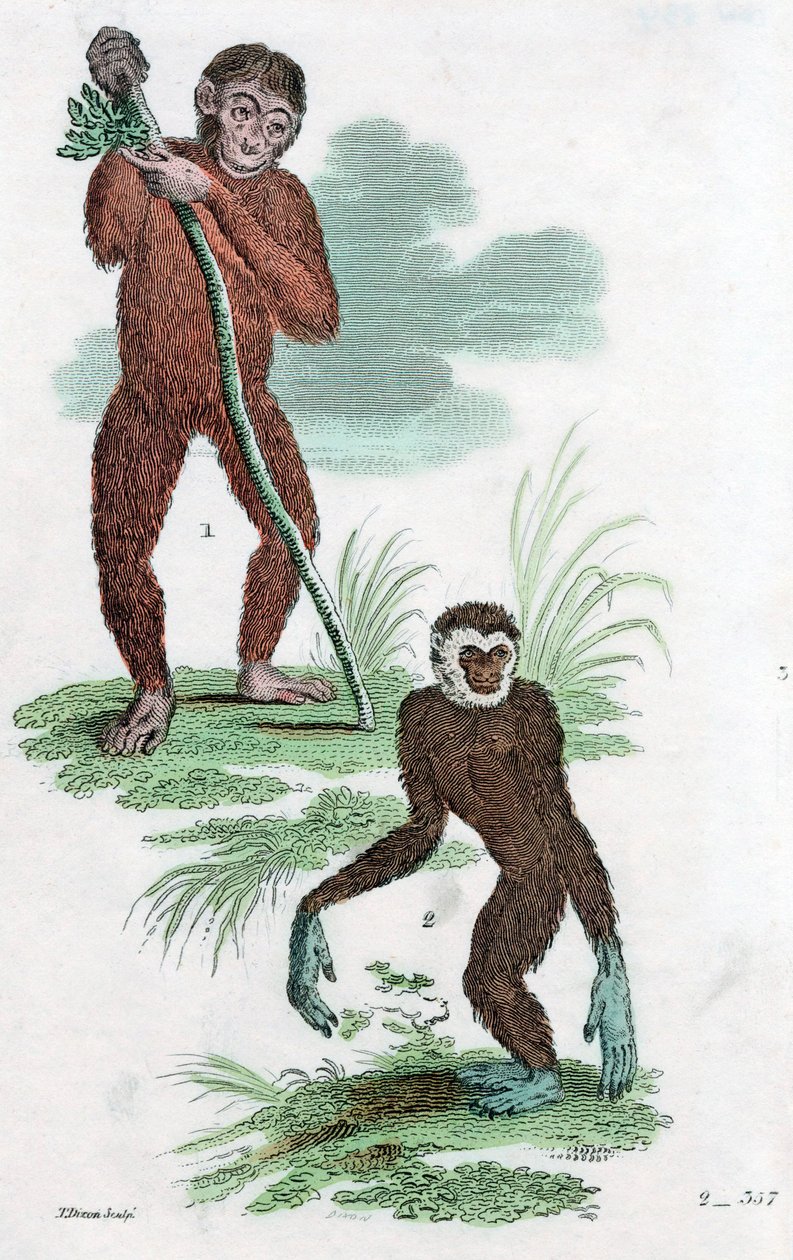 Velalliset ja Gibbon, 1822 tekijältä Unbekannt