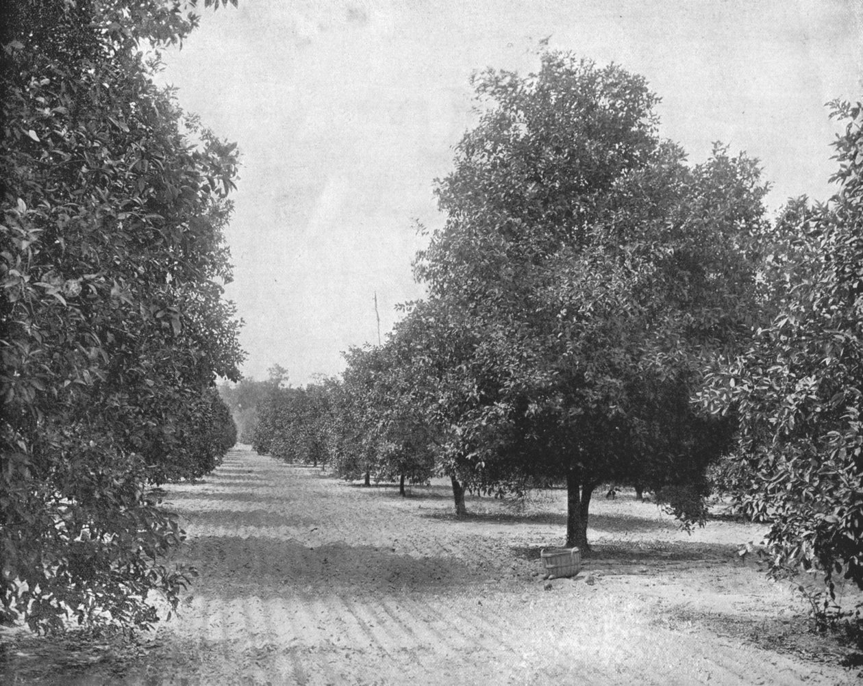 Orange Grove, Sevilla, Florida, Yhdysvallat, c1900. tekijältä Unbekannt