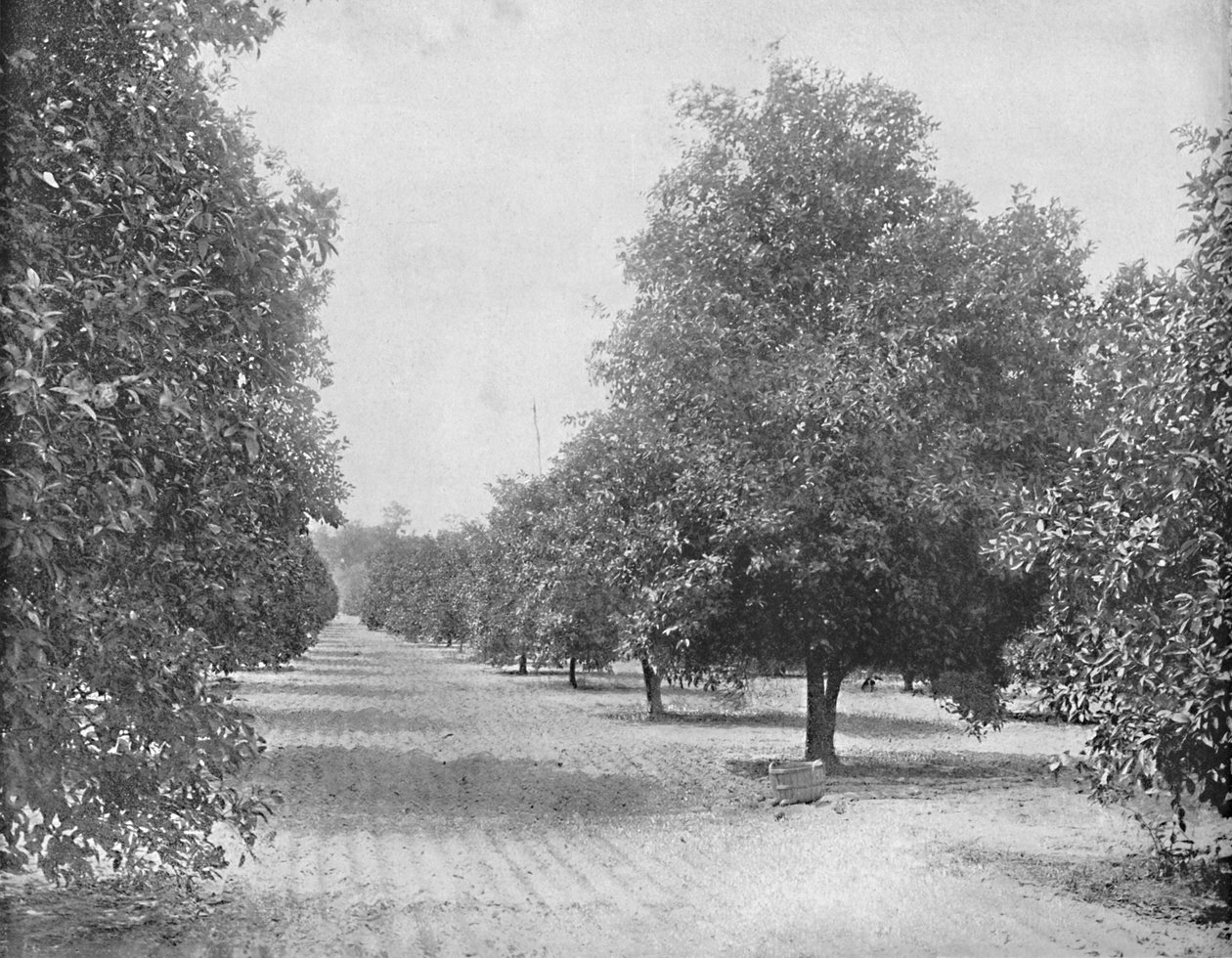 Orange Grove, Sevilla, Florida, 1897. tekijältä Unbekannt