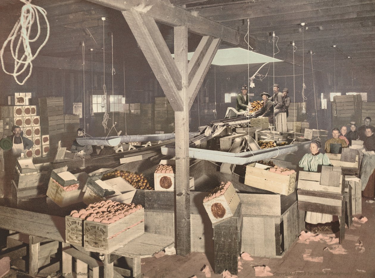 Orange Packing at Redlands, julkaistu 1899. tekijältä Unbekannt