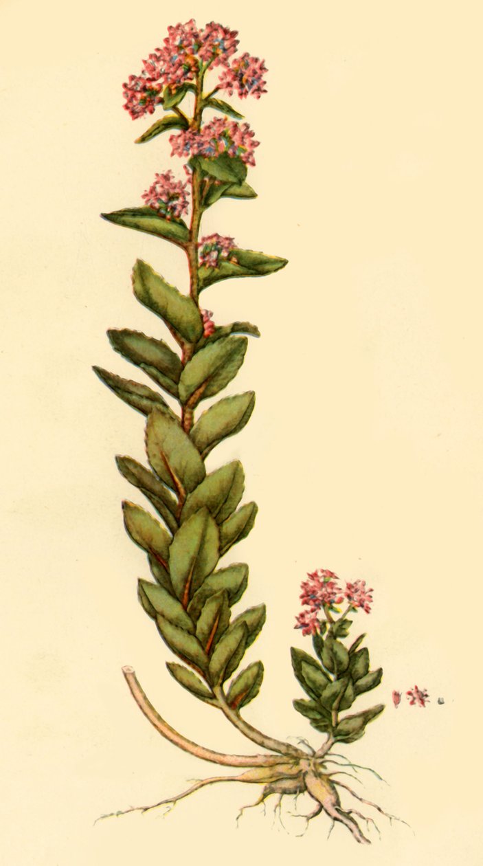 "Orpine", 1777, 1944. tekijältä Unbekannt
