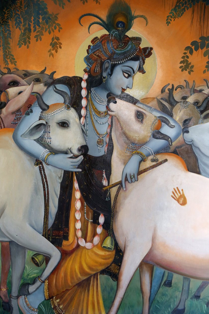 Maalaus hindujumala Krishnasta halaamassa lehmiä. Intia tekijältä Unbekannt