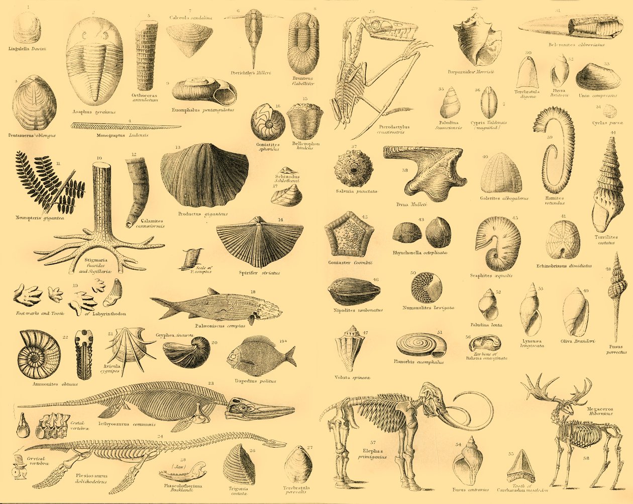 Paleontologia, 1910. tekijältä Unbekannt