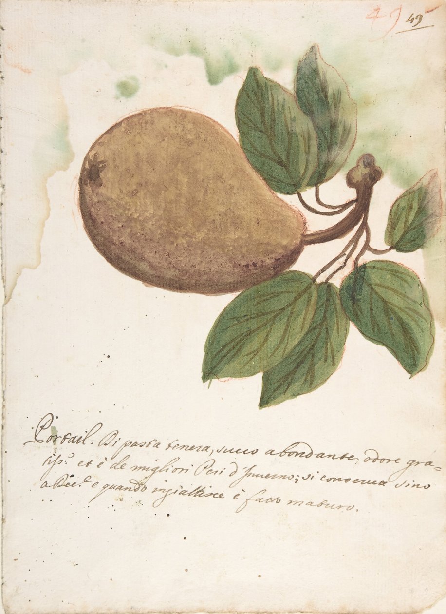 Päärynä, 1700-luku. tekijältä Unbekannt