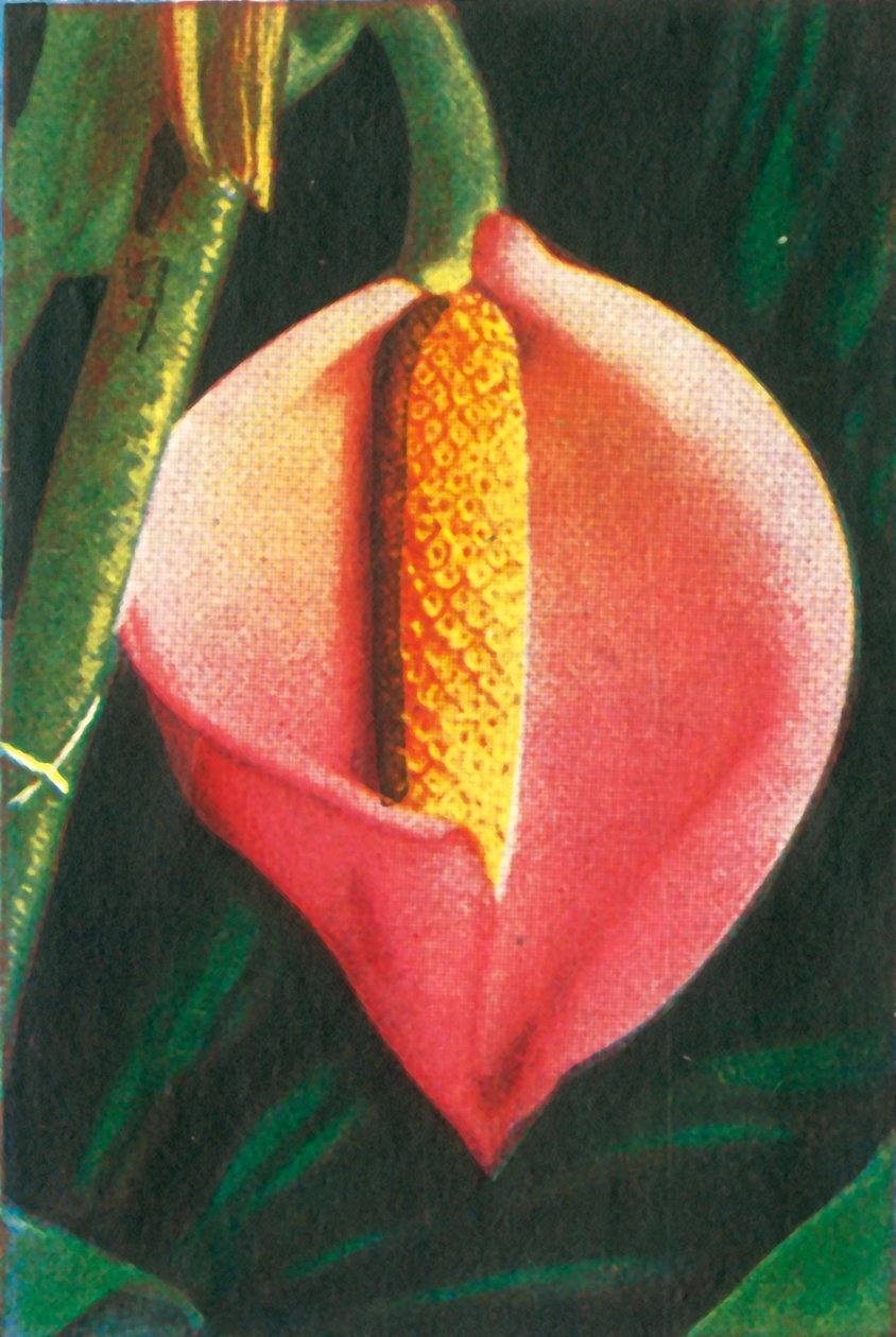 Philodendron, 1928. tekijältä Unbekannt