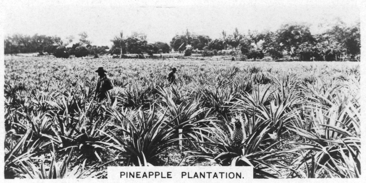 Ananasviljelmä, Australia, 1928 tekijältä Unbekannt