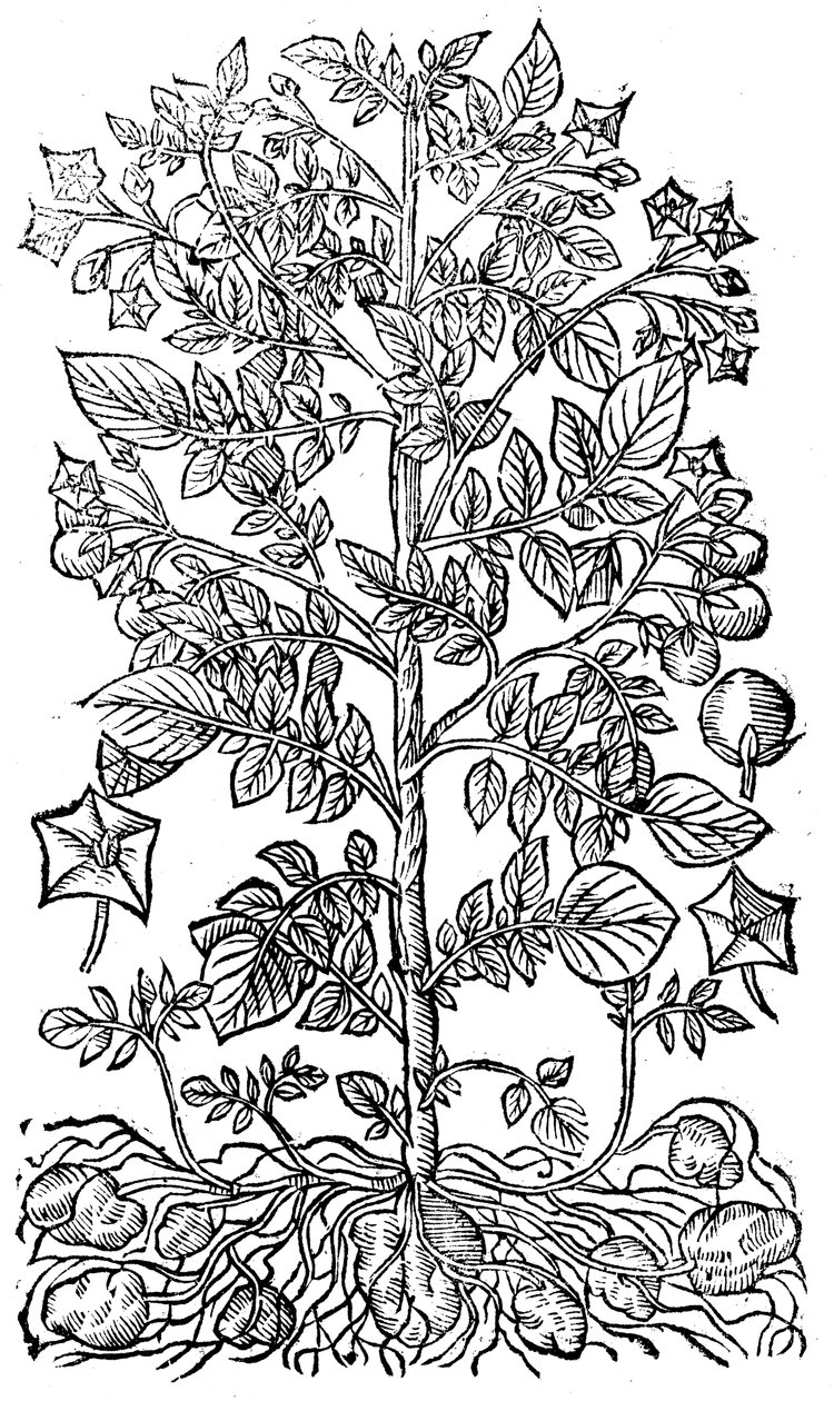 Peruna, 1640 tekijältä Unbekannt