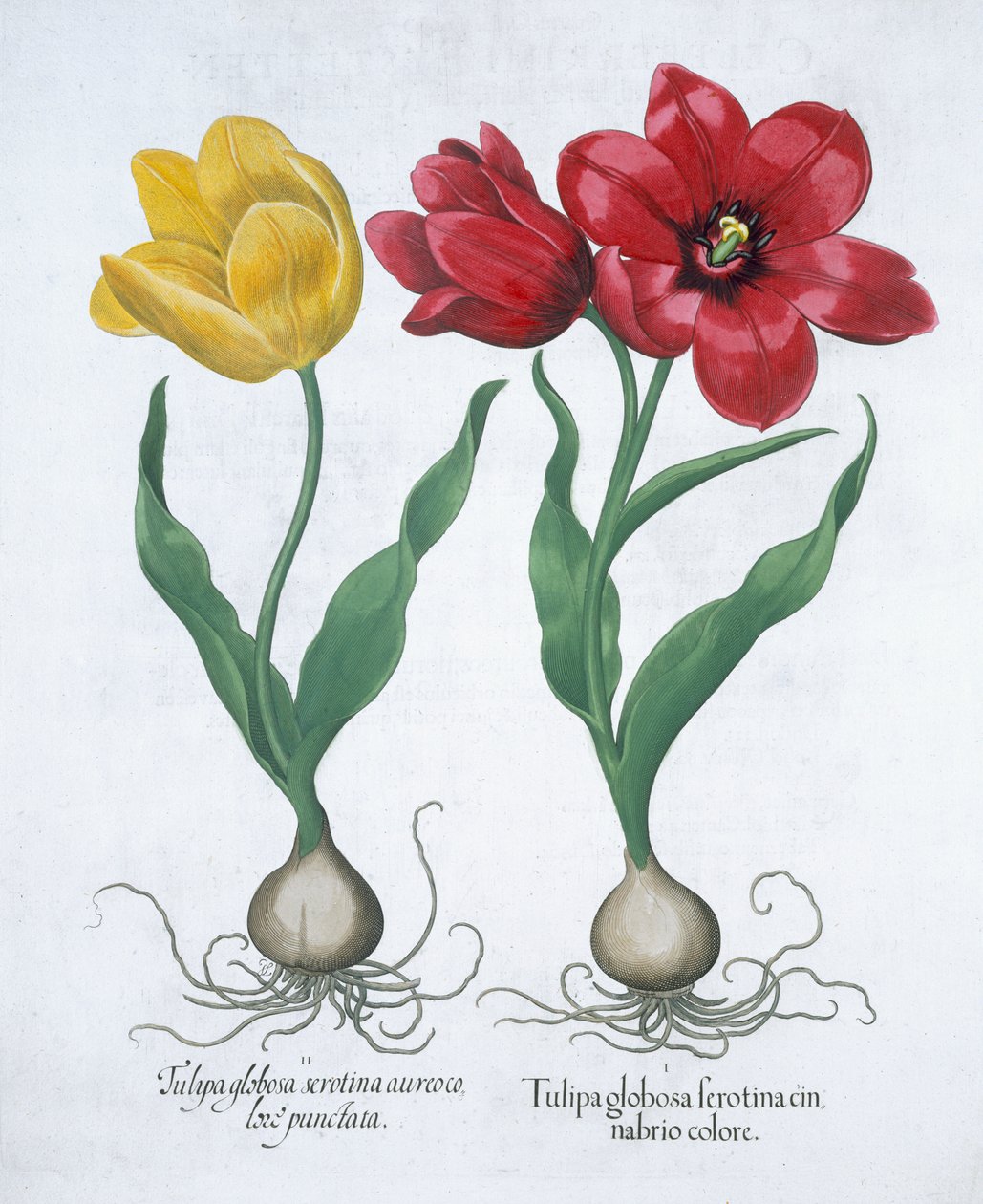 Punainen ja keltainen tulppaani, 1613 tekijältä Unbekannt