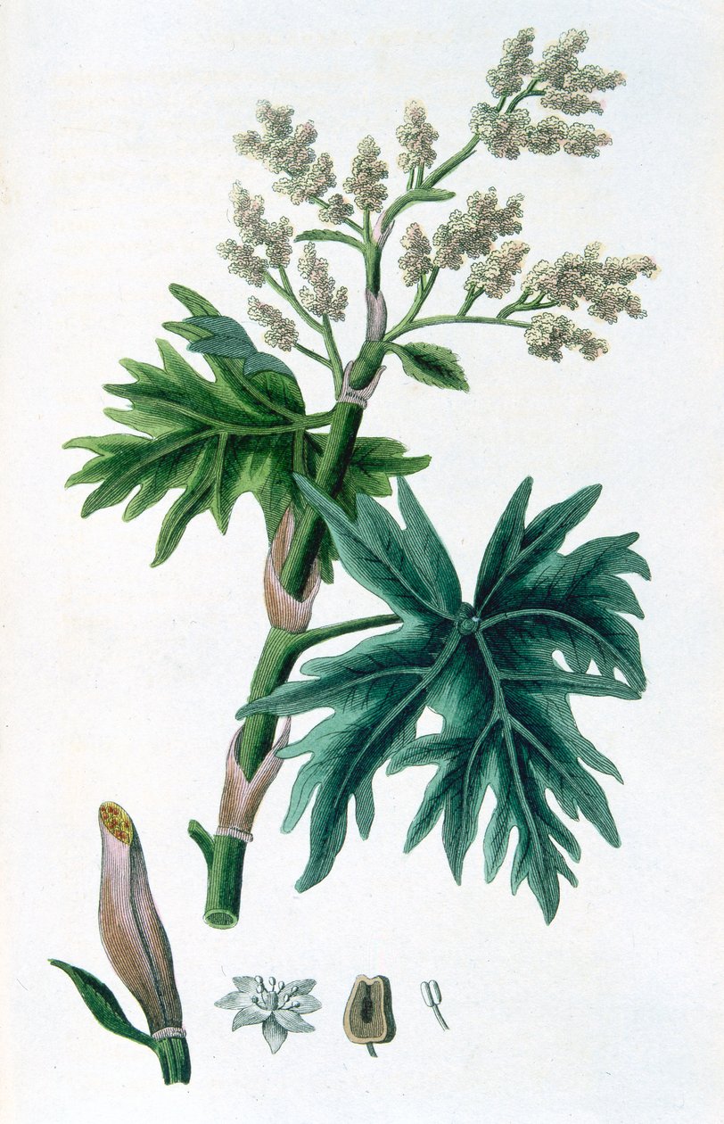 Raparperi, 1823 tekijältä Unbekannt