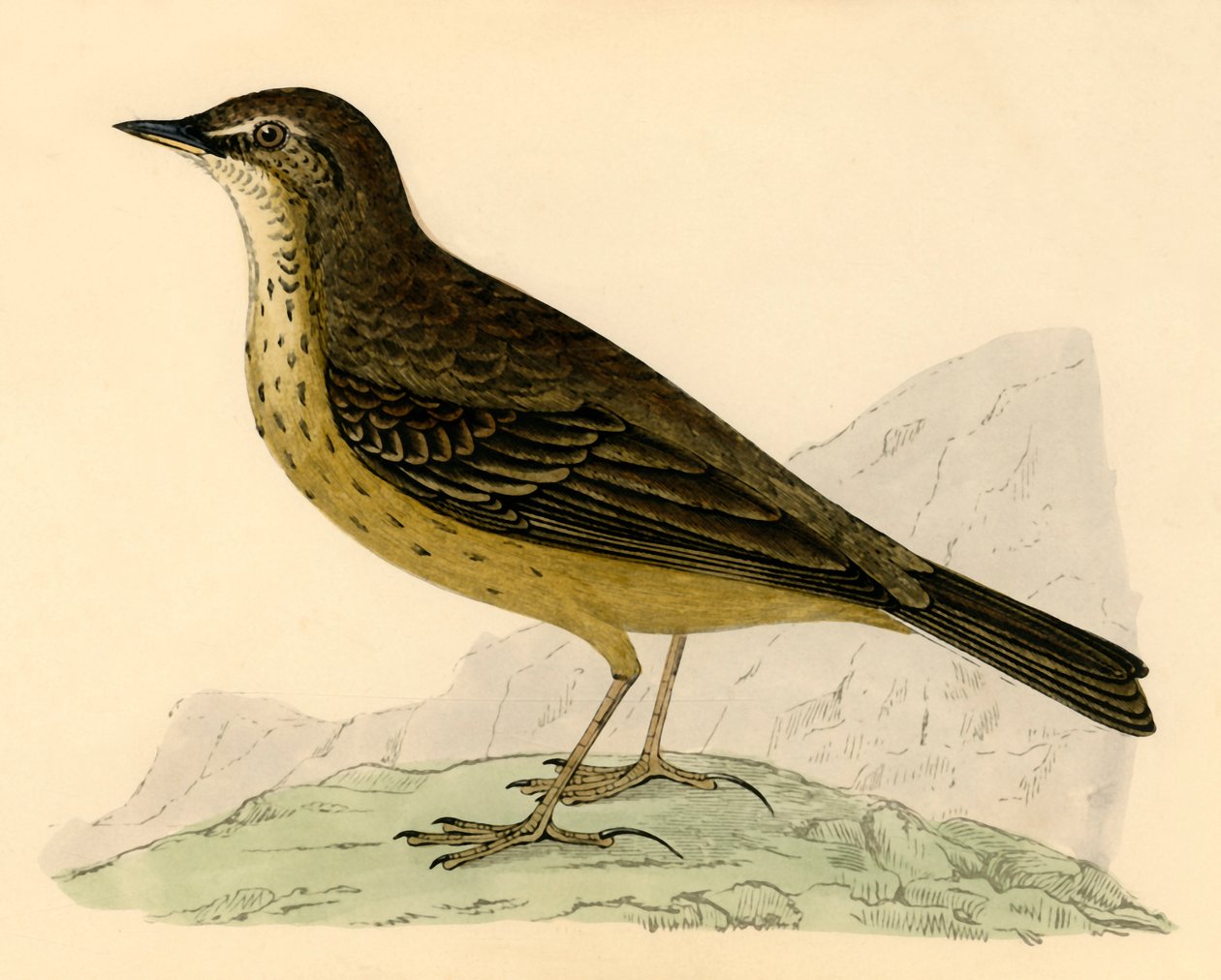 Rock Pipit, 1800-luvun loppu. tekijältä Unbekannt