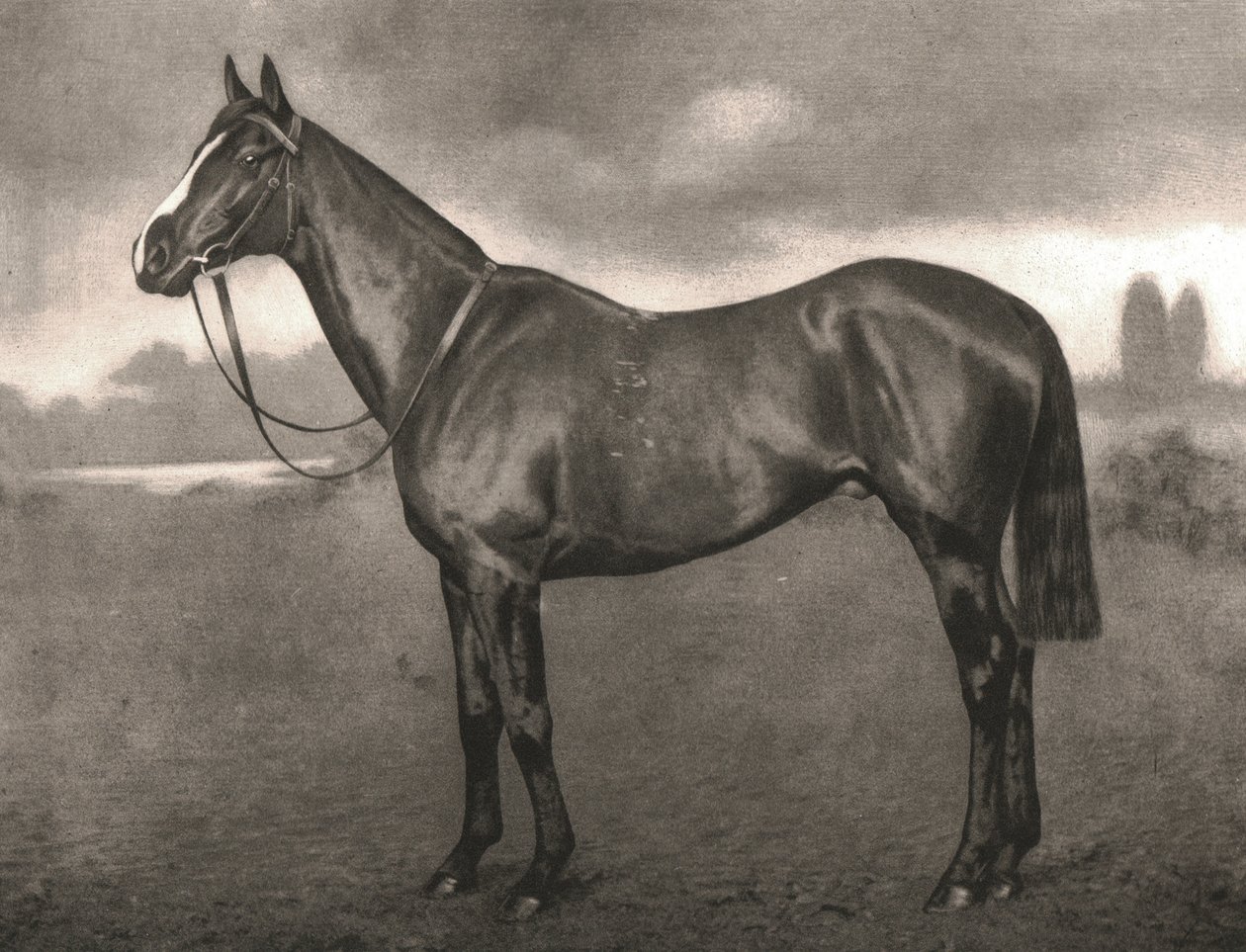 Ross, 1911. tekijältä Unbekannt