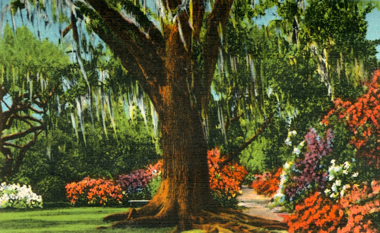 Kohtaus Magnolia Gardensissa, lähellä Charlestonia, S.C., 1942. tekijältä Unbekannt