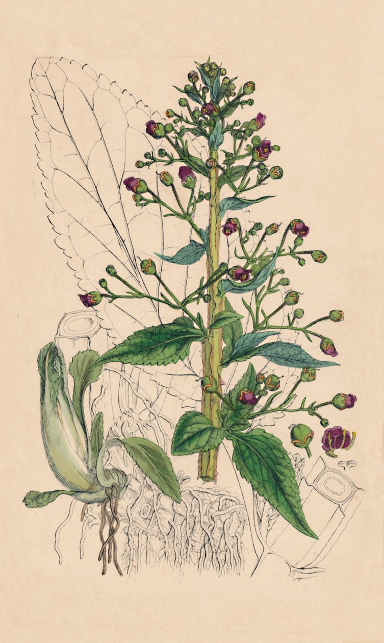 Scrophularia Ehrharti. Ehrhartin vesibetoni, 1800-luku tekijältä Unbekannt