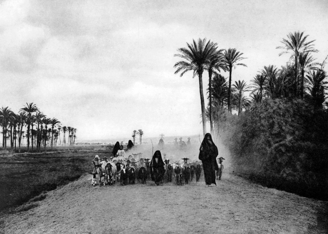 Paimen lampaita lähellä Kairoa, Egypti, 1920-luku tekijältä Unbekannt