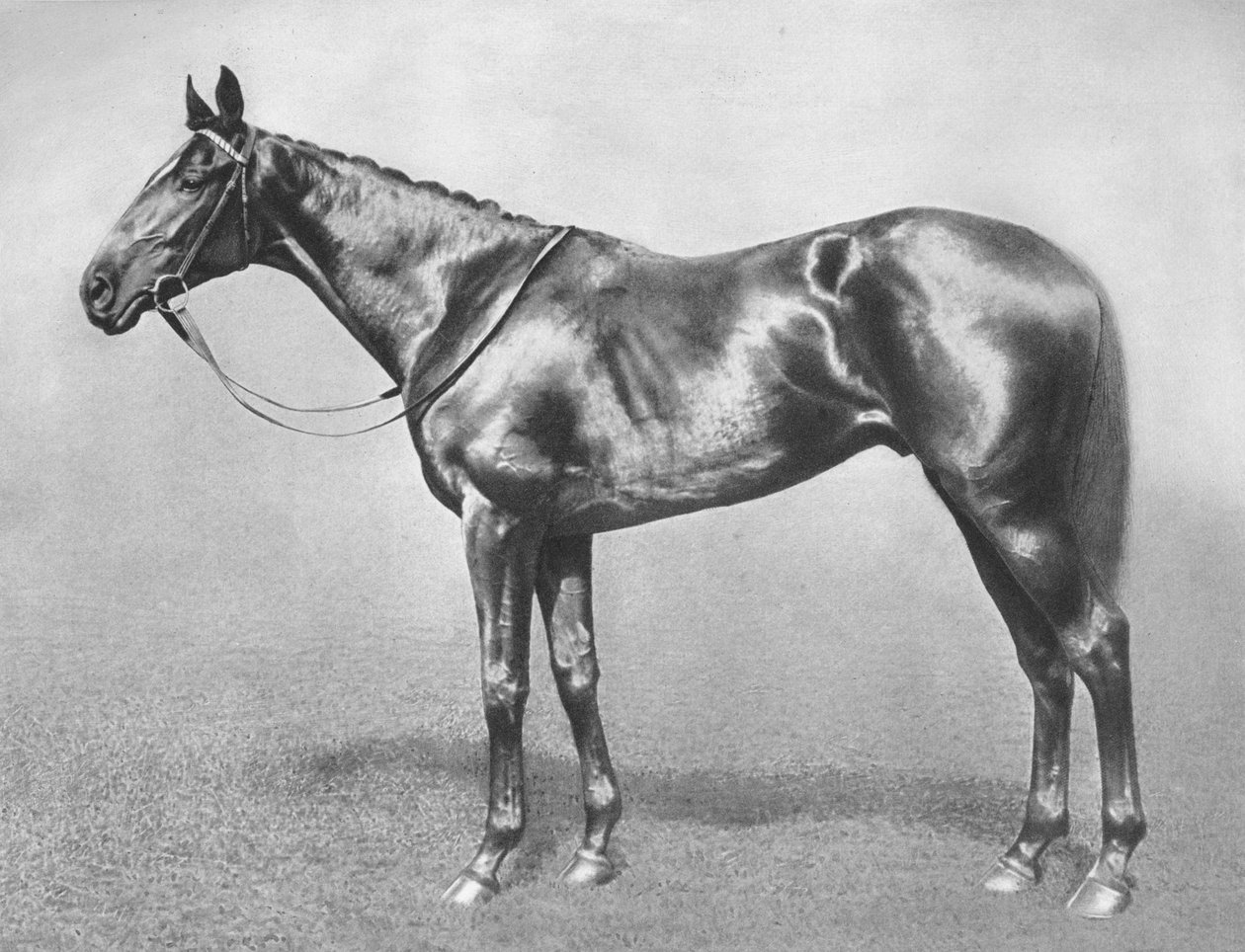 Sir Archibald, 1911 tekijältä Unbekannt