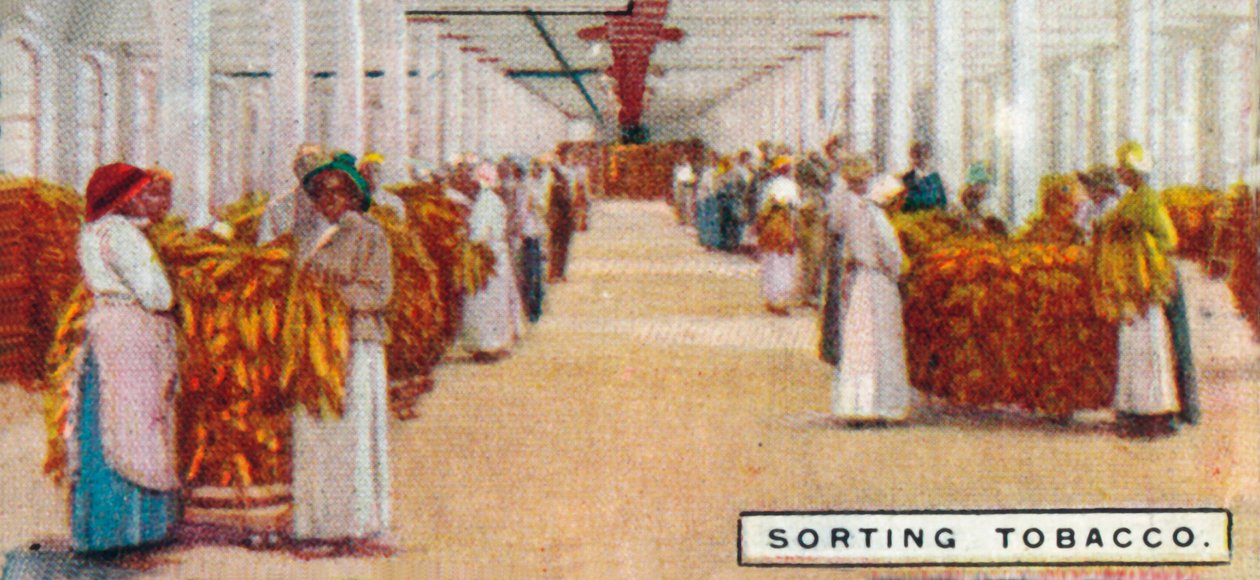 Lajitteleva tupakka, 1926 tekijältä Unbekannt