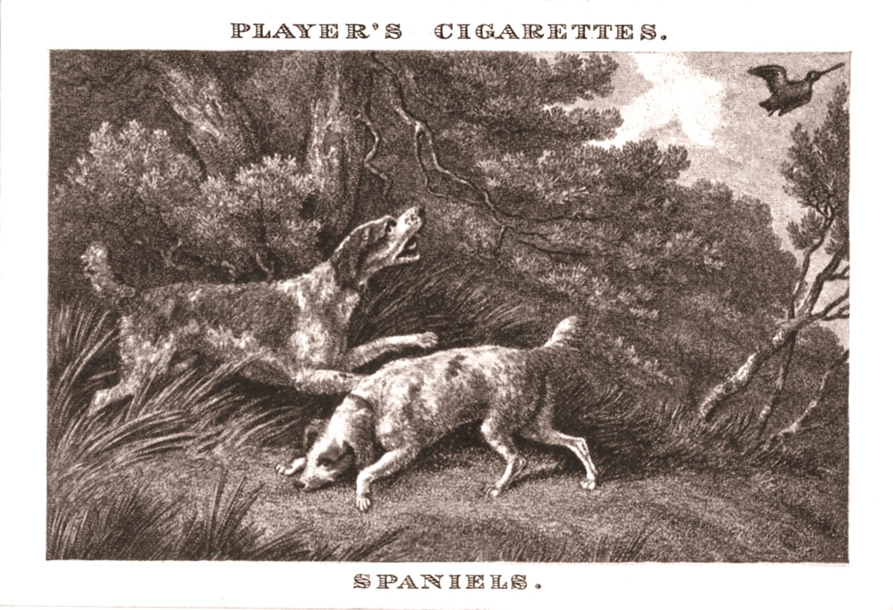 Spanielit, 1924. tekijältä Unbekannt