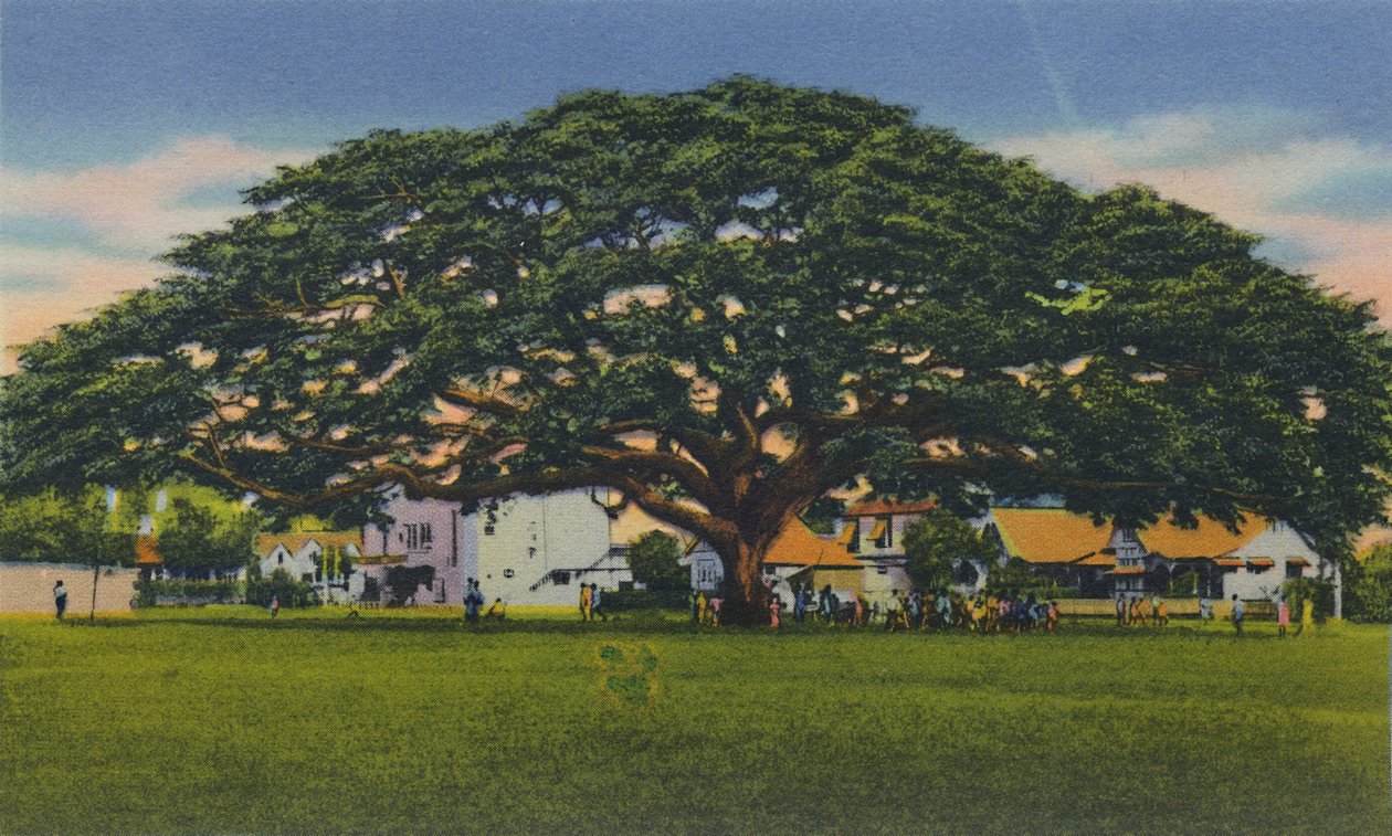 Spreading Samoan Tree, Trinidad, B.W.I., 1940-luku. tekijältä Unbekannt