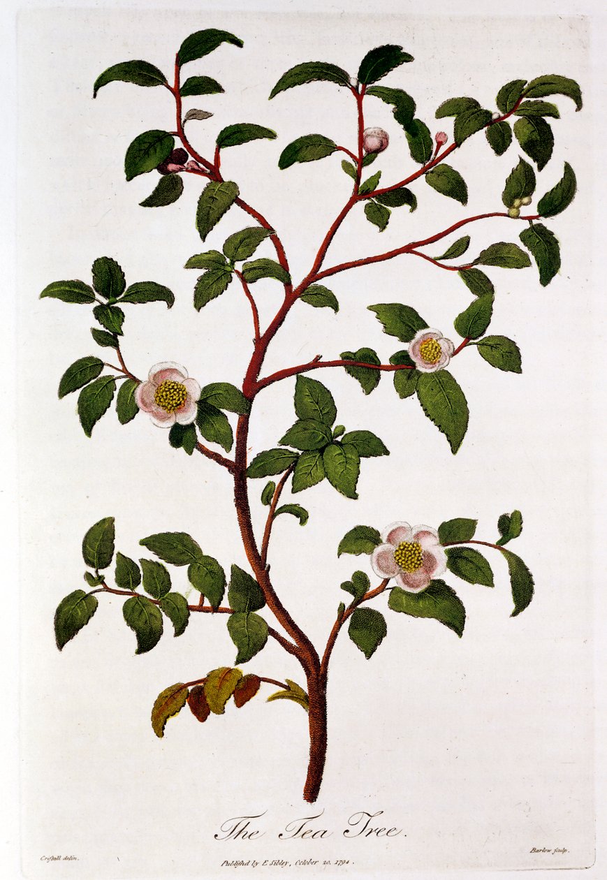 Tee: Camellia sinensisin haara, 1798 tekijältä Unbekannt