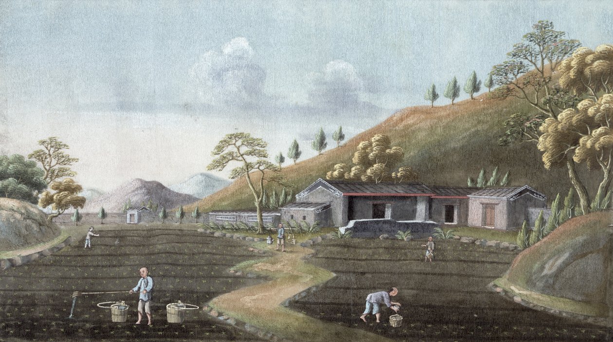 Teen istutus, Kiina, 1800-luku tekijältä Unbekannt