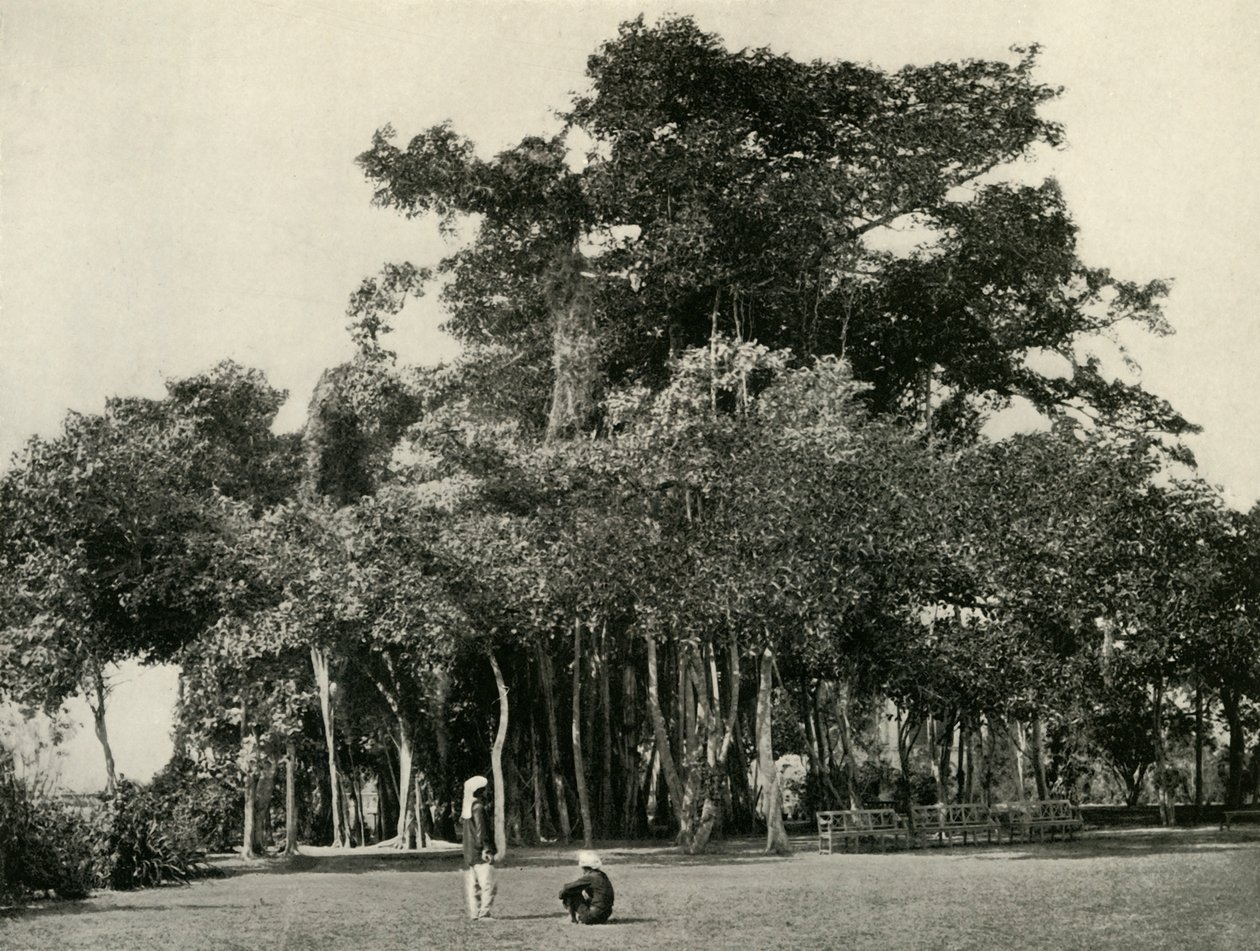 Banyan Tree, Barrackpore, 1870, 1925. tekijältä Unbekannt
