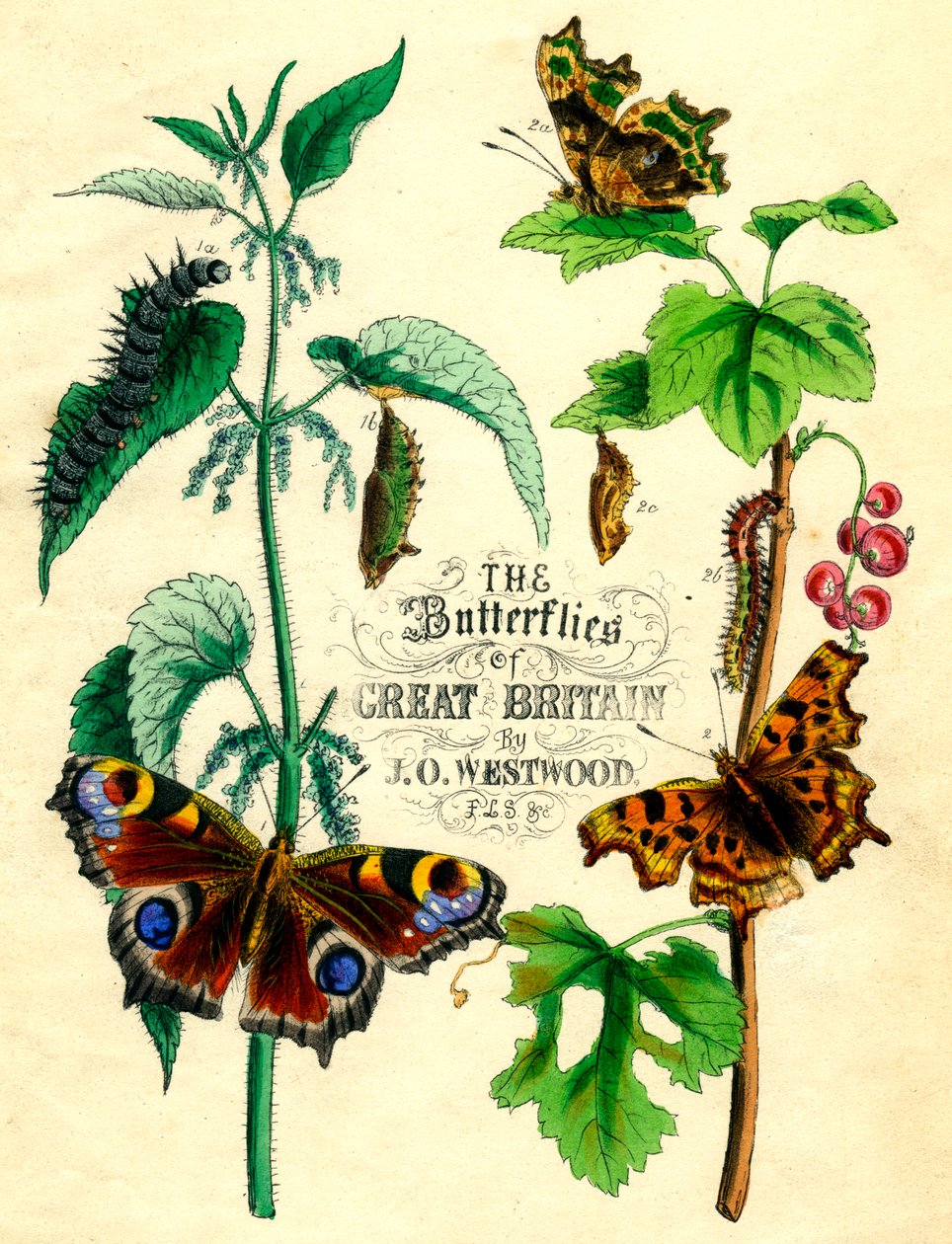 Ison-Britannian perhoset, c1855 tekijältä Unbekannt