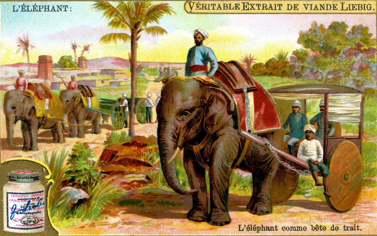 Elefantti vetoeläinnä, c1900 tekijältä Unbekannt
