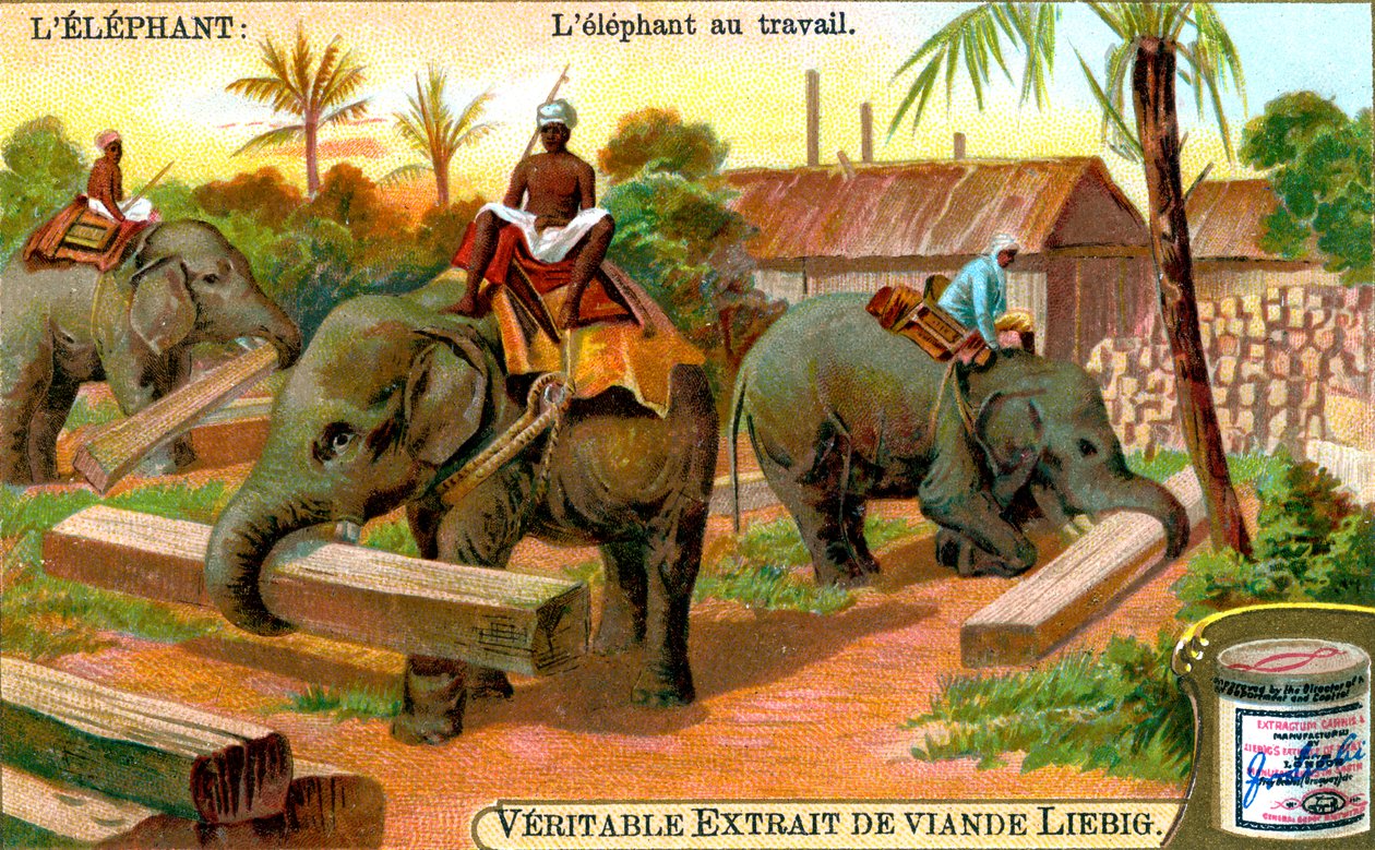 Elephant at Work, c1900 tekijältä Unbekannt