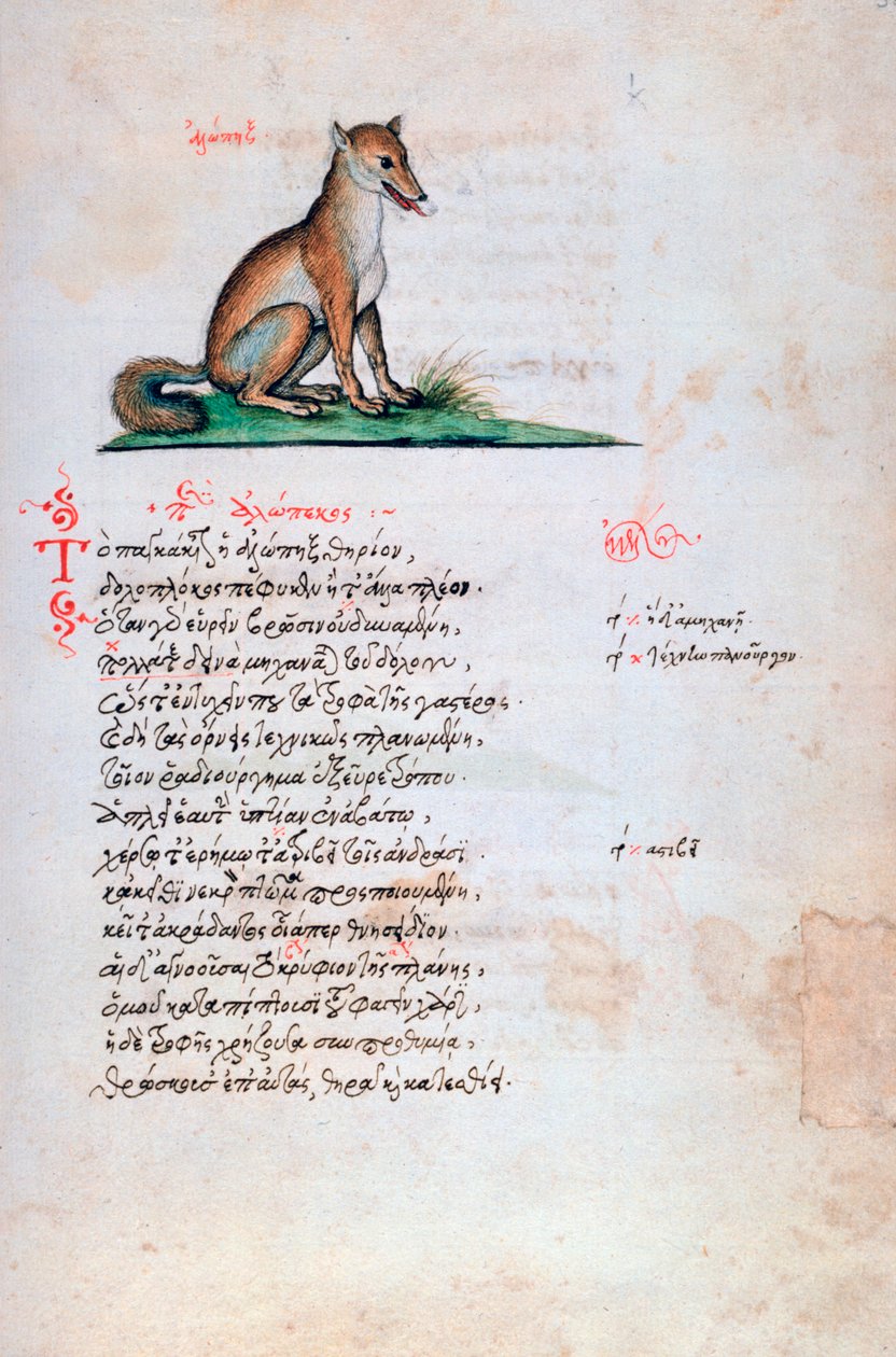 Kettu, 1564 tekijältä Unbekannt