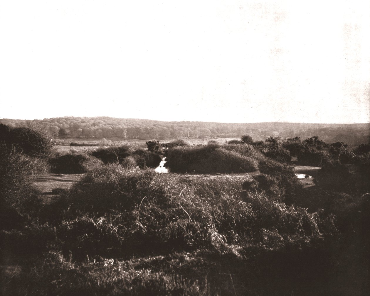 The New Forest, Hampshire, 1894. tekijältä Unbekannt