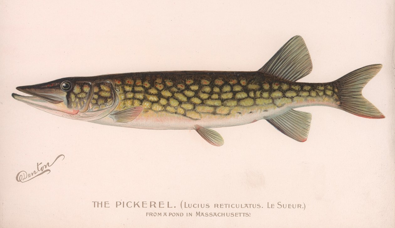 Pickerel Lucius Reticulatus. Le Sueur., noin 1920-luku tekijältä Unbekannt