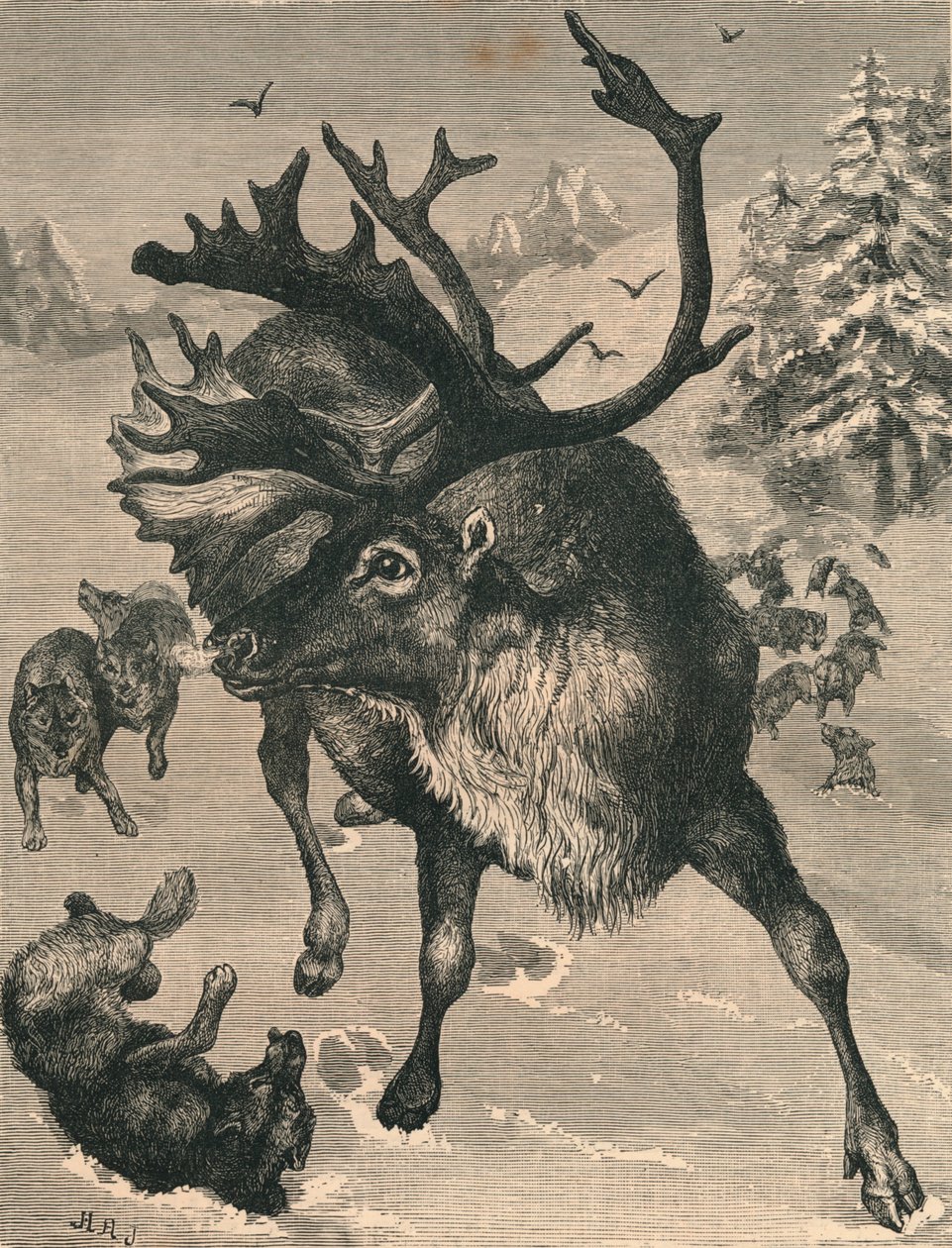 Poro, 1800-luku tekijältä Unbekannt