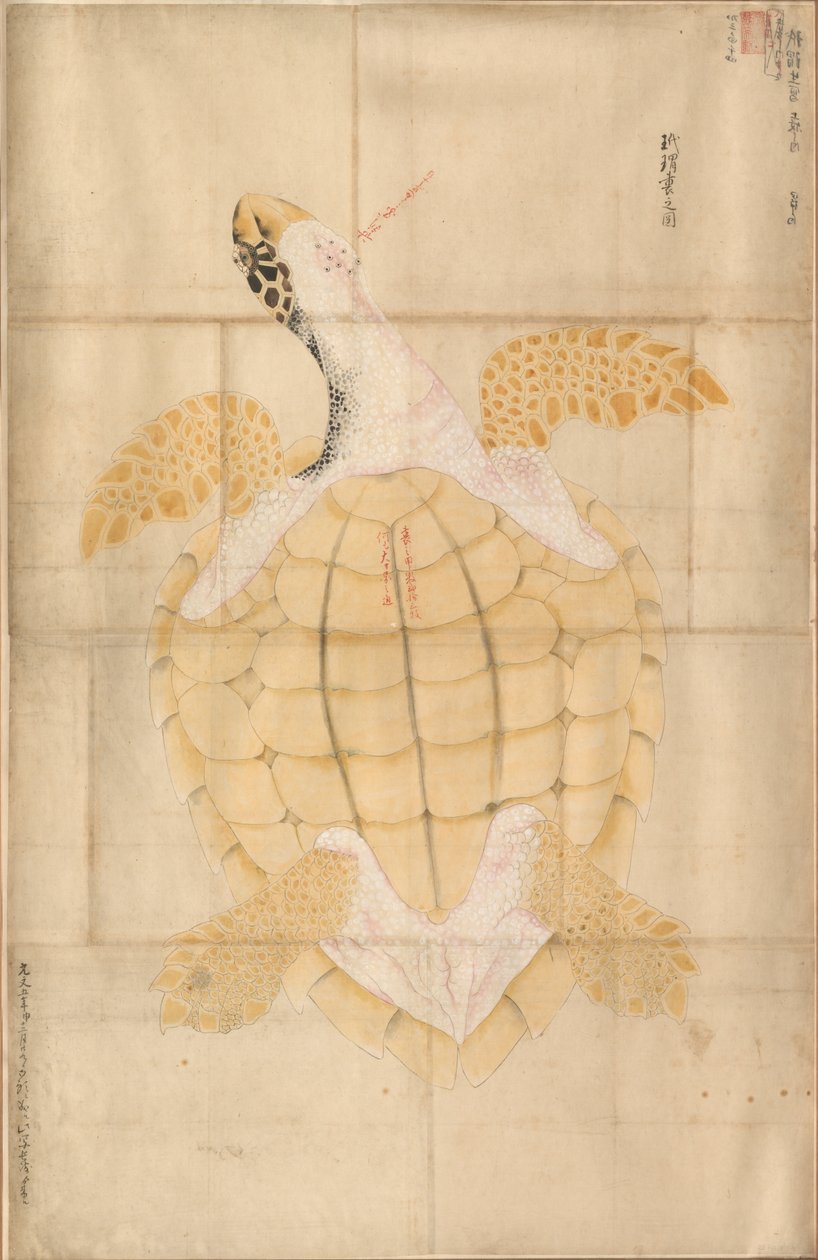 Kilpikonna, 1700-luku. tekijältä Unbekannt