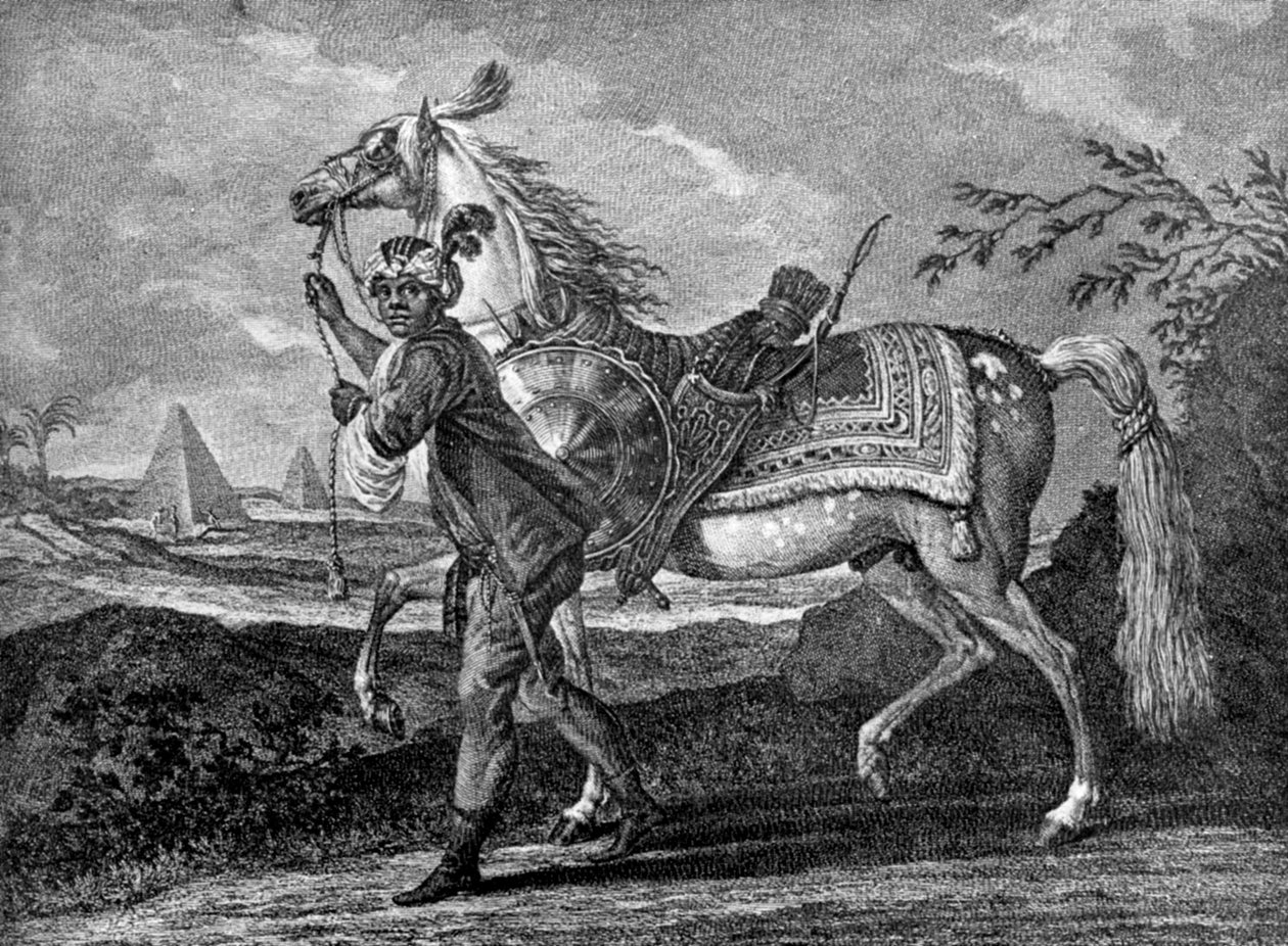 Turkkilainen arabiahevonen, 1722 1938 tekijältä Unbekannt