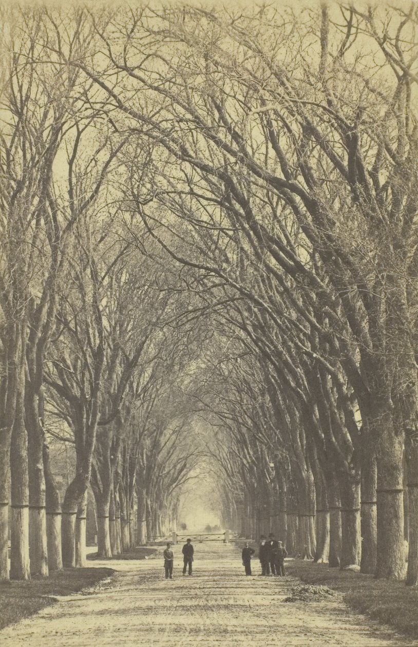 Nimetön puiden katu, 1840-1900. tekijältä Unbekannt