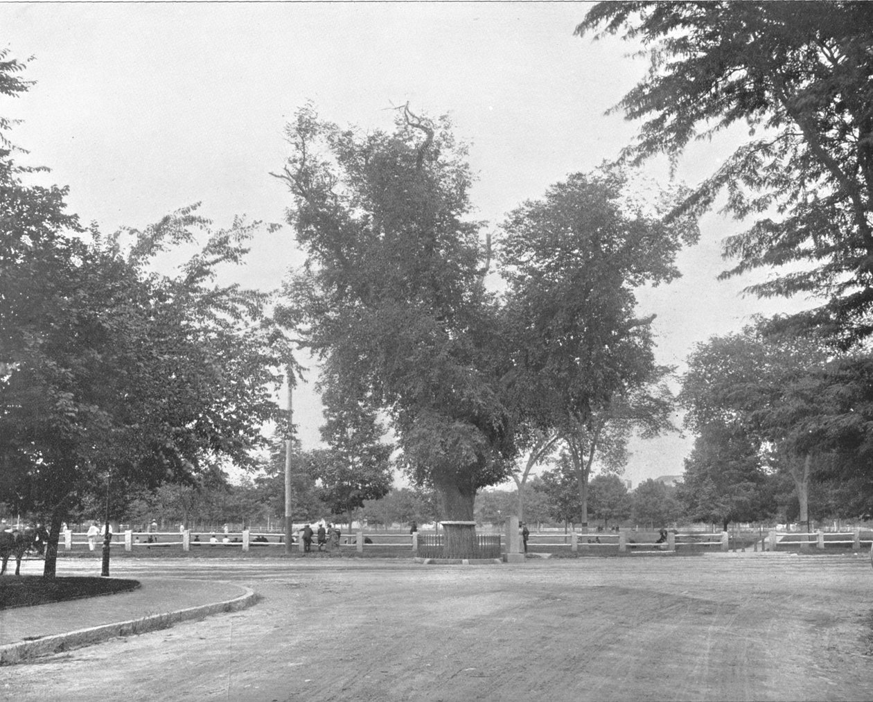 Washington Elm, Cambridge, Massachusetts, USA, 1900. tekijältä Unbekannt