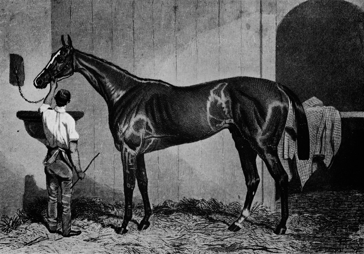 Länsi-Australialainen, 1850-1870, 1911 tekijältä Unbekannt