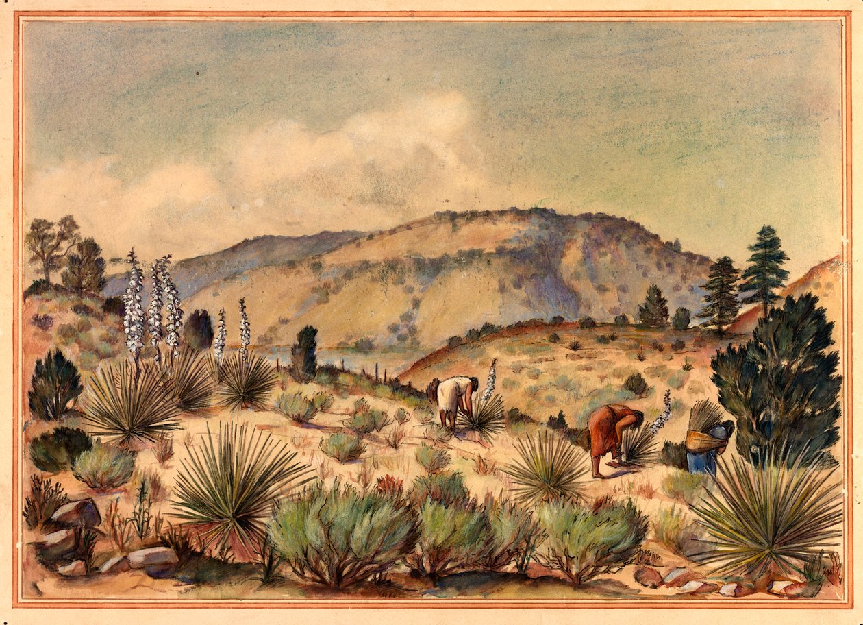 Naiset keräävät Yucca-kasveja, 1900-luku. tekijältä Unbekannt