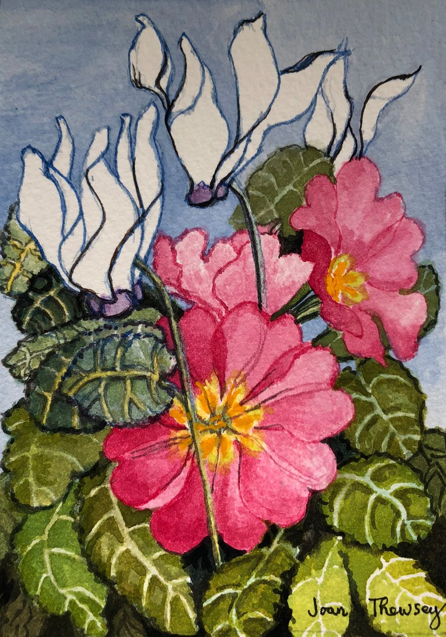 Cyclamen ja Primrose, tekijältä Unbekannt Unbekannt