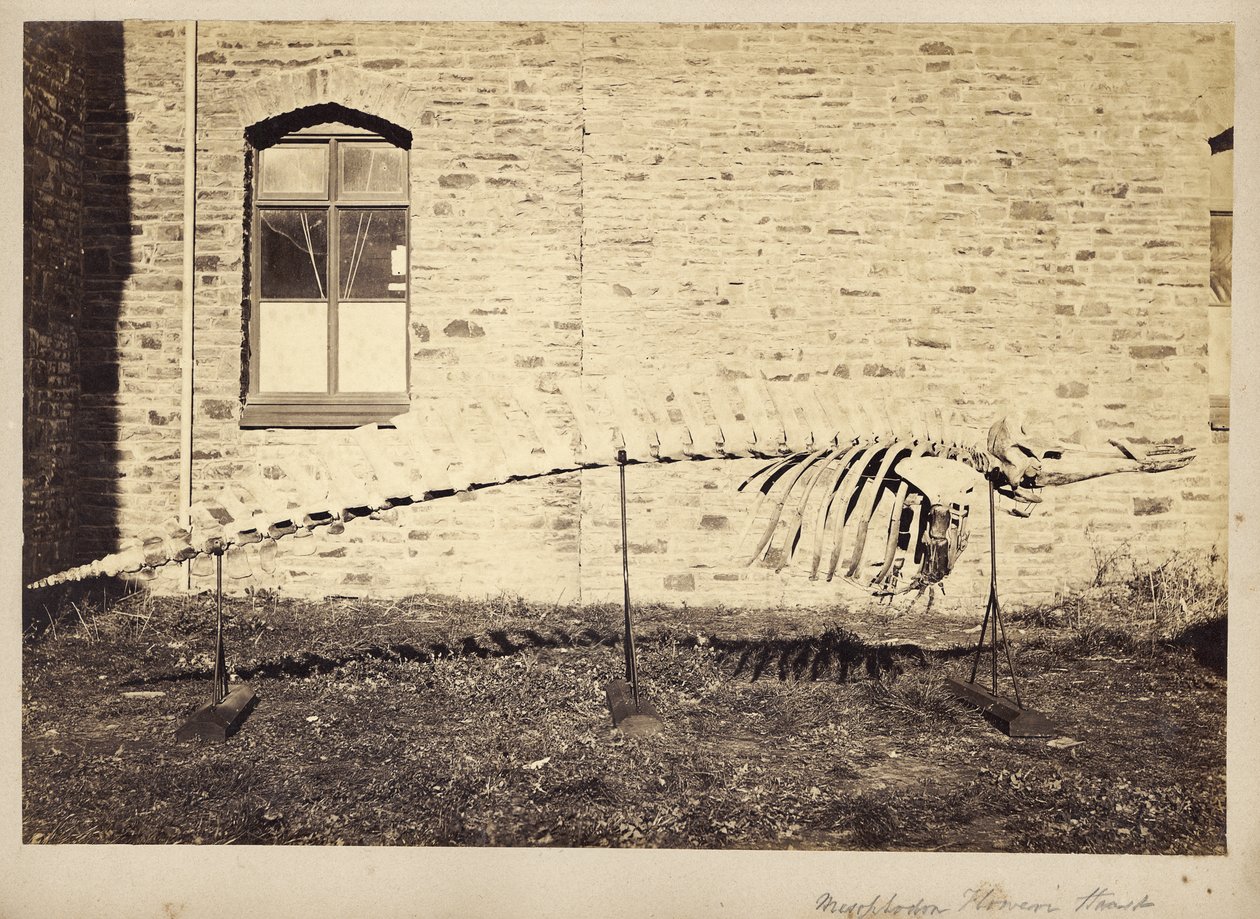 Mesoplodon Floweri Haast, 1870-luvun loppu tekijältä Unbekannt Unbekannt