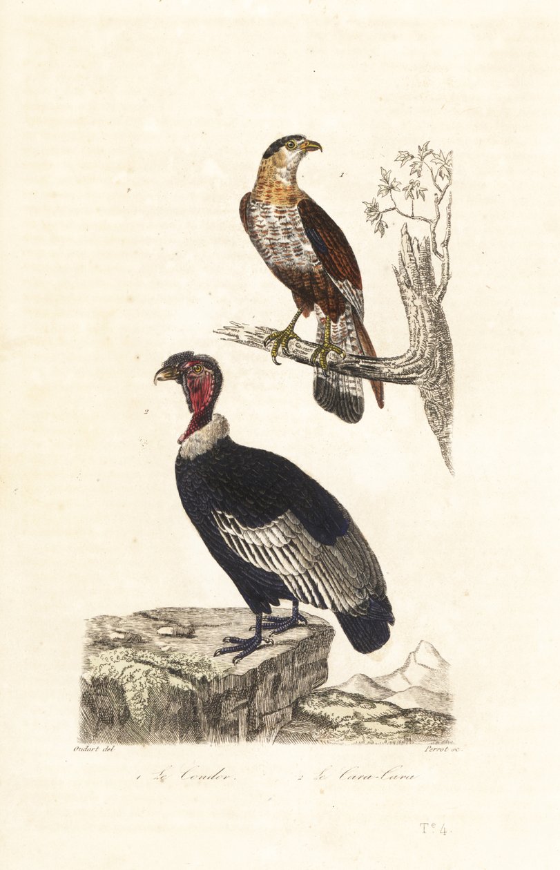 Còndor andí i caracara cresta meridional.finlandès tekijältä Unbekannter Künstler
