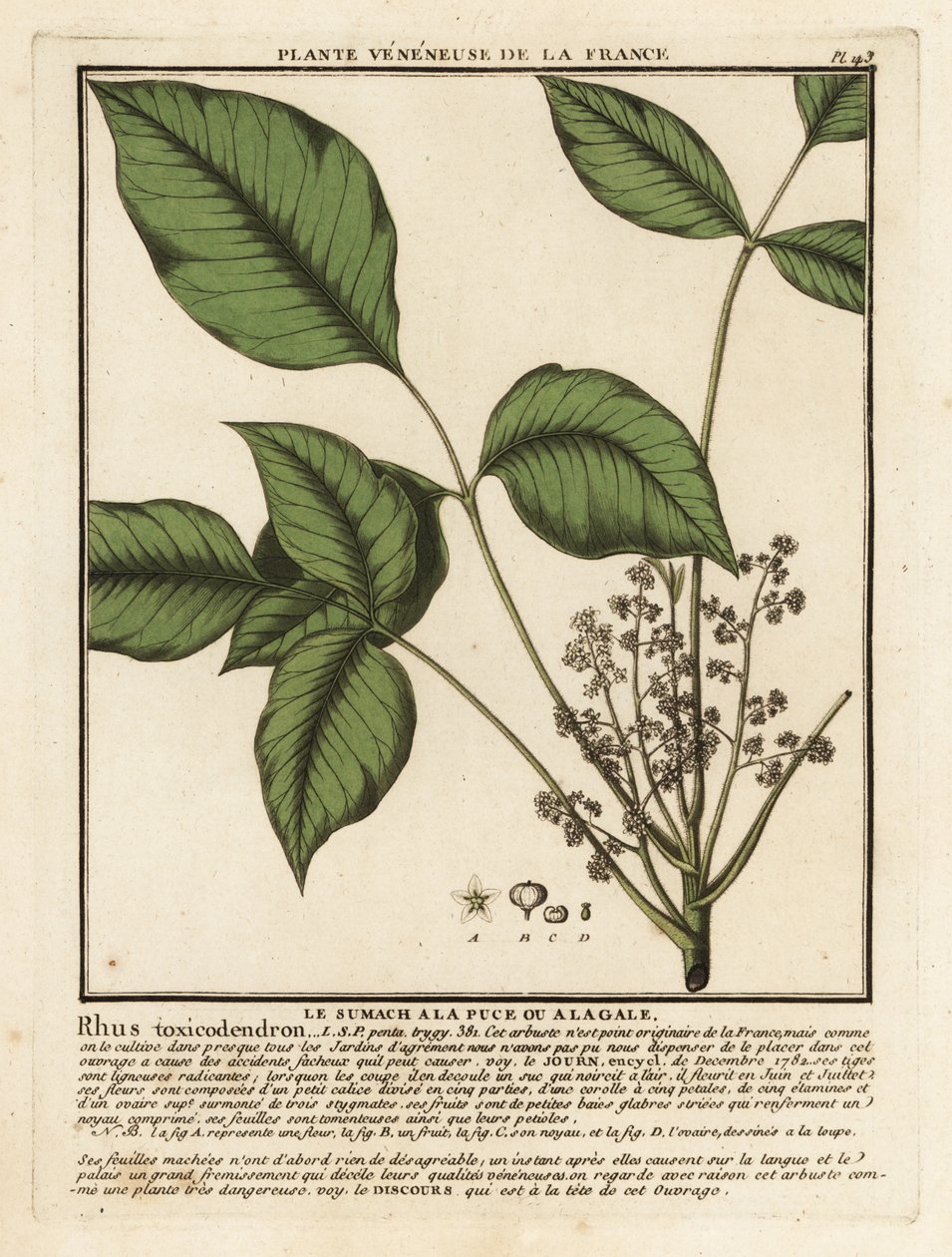 Atlantin myrkkytammi, Toxicodendron pubescens. tekijältä Unbekannter Künstler
