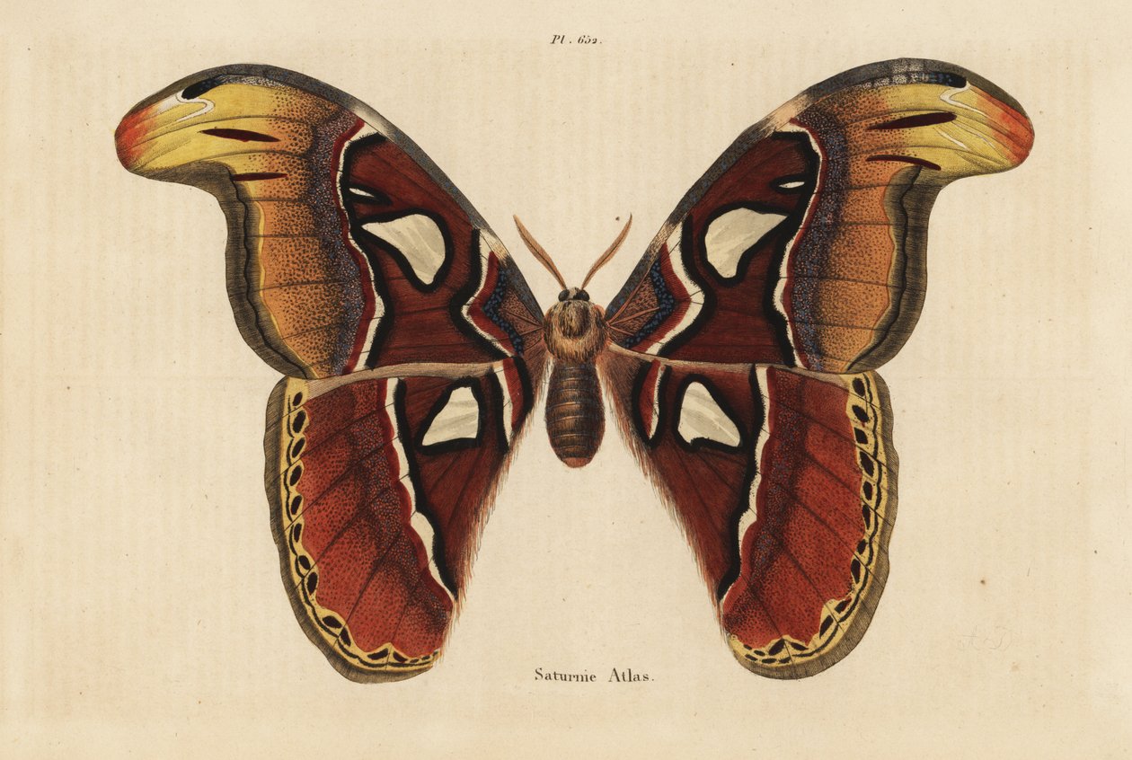 Atlas koi, Attacus atlas tekijältä Unbekannt