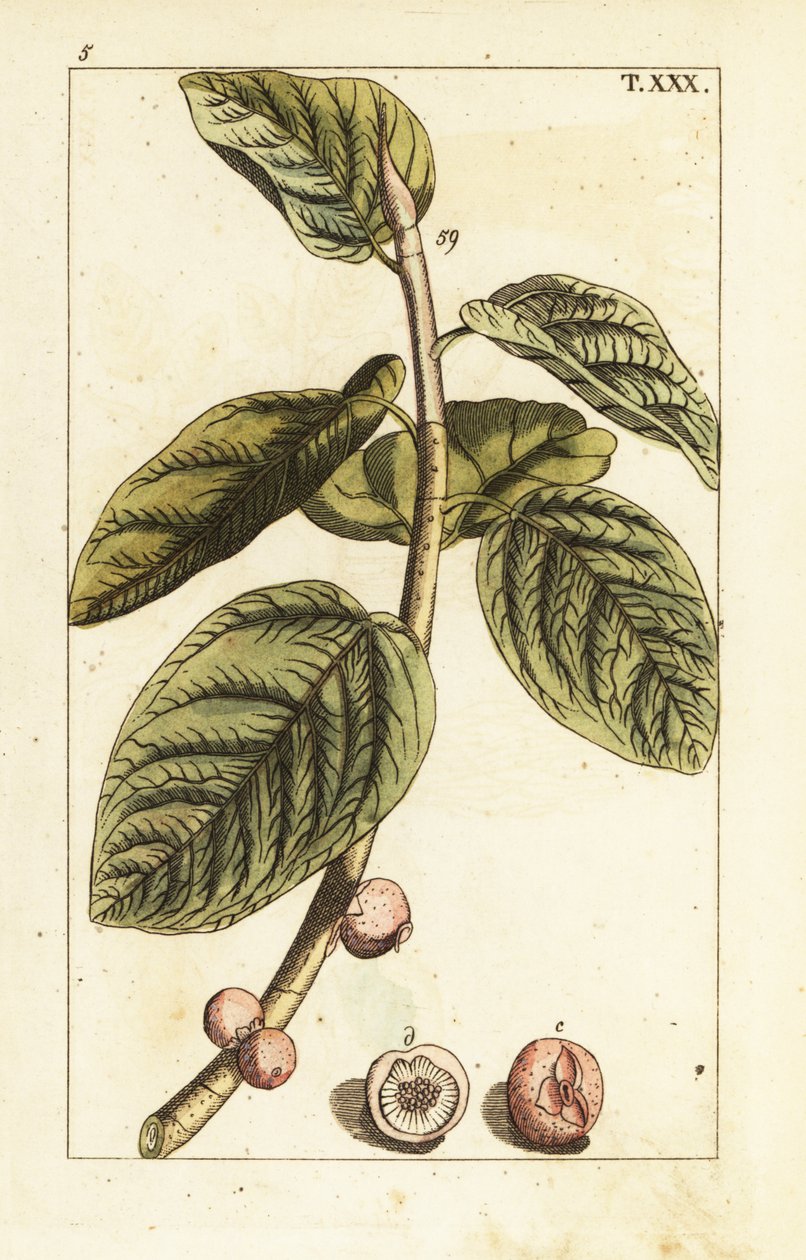Banyan viikunanoksa hedelmillä, Ficus benghalensis. tekijältä Unbekannter Künstler