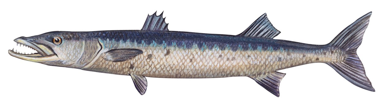 Barracuda - Suuri barracuda (Sphyraena barracuda) tekijältä Unbekannter Künstler