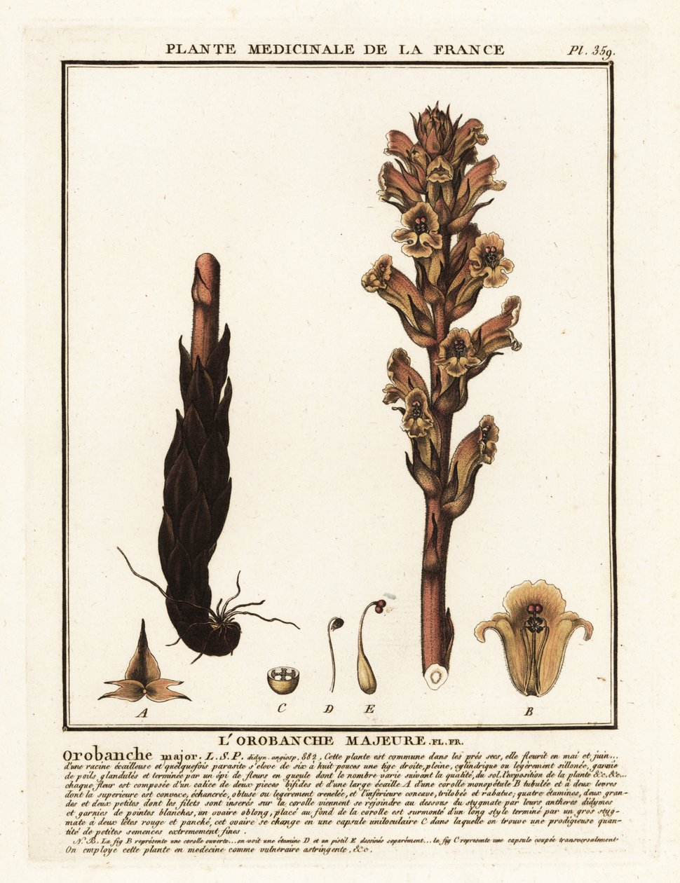 Bedstraw broomrape; Orobanche caryophyllacea. tekijältä Unbekannter Künstler