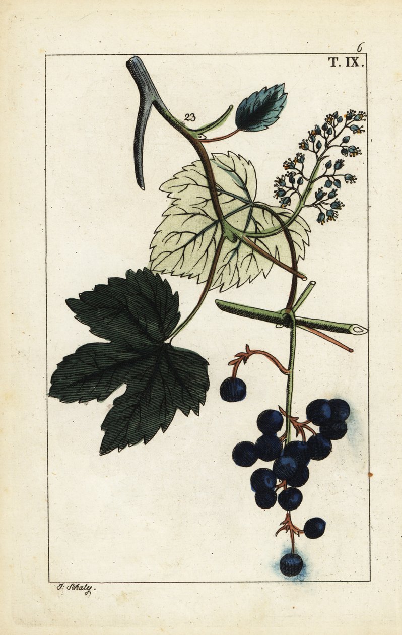 Siniset viinirypäleet viiniköynnöksessä, Vitis vinifera. tekijältä Unbekannter Künstler