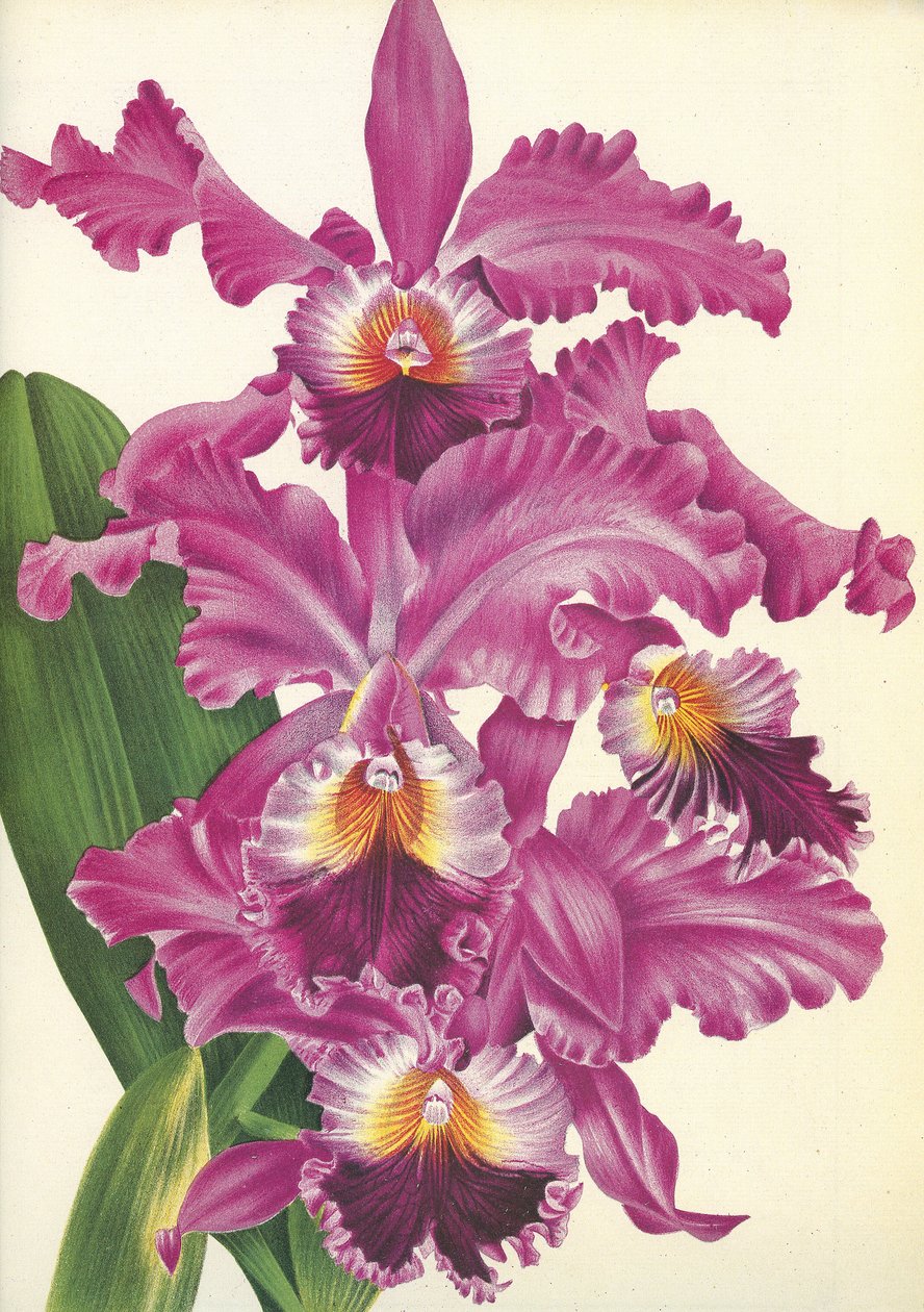 Kasvitieteellinen lauta/Cattleya labiata var. Perfecta/Lindenia tekijältä Unbekannt
