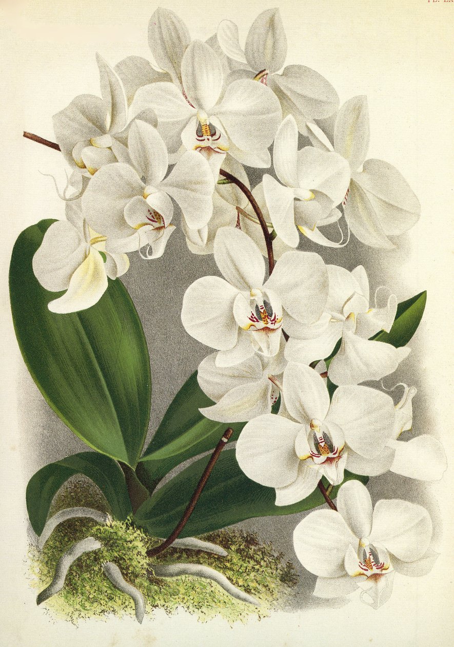 Kasvitieteellinen lauta / Phalaenopsis amabilis / Phalaenopsis gigantea / Lindenia tekijältä Unbekannt
